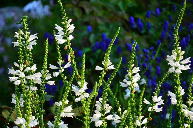 Physostegia - foto