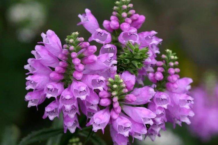 Physostegia - foto