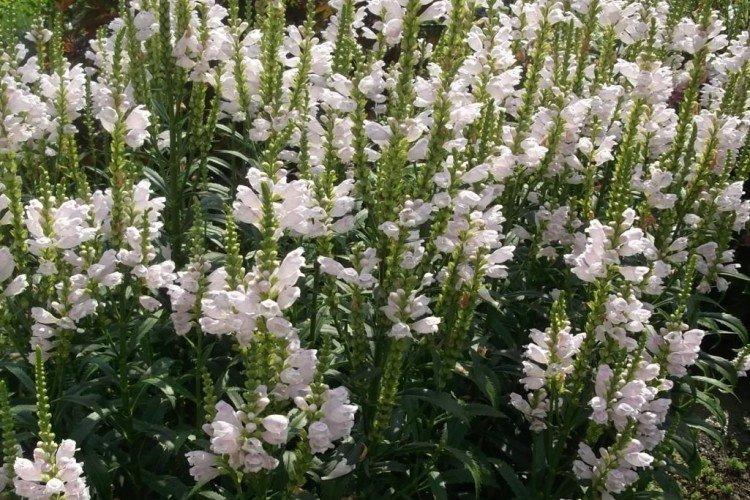 Physostegia - foto