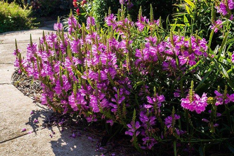 Physostegia - foto