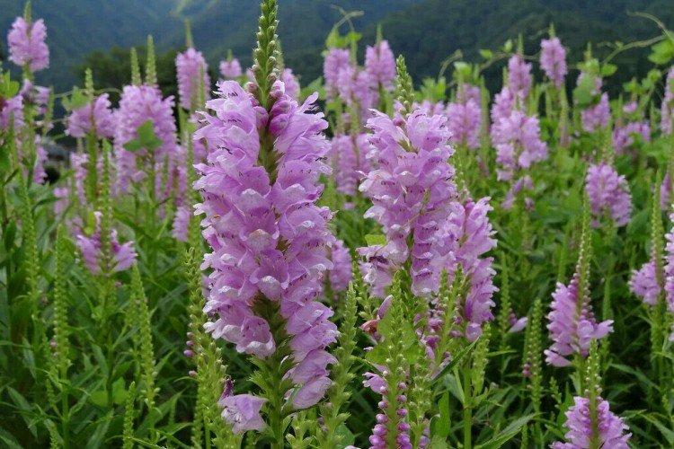 Physostegia - foto