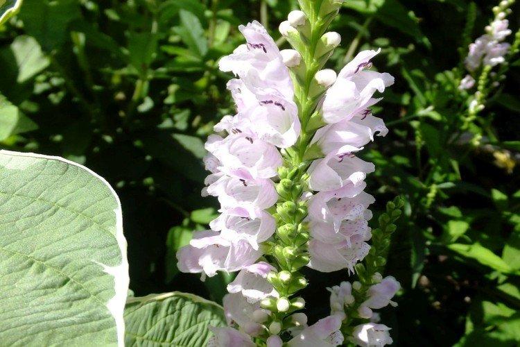 Physostegia - foto