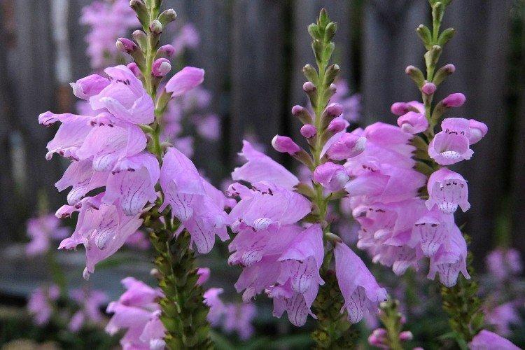 Physostegia - foto