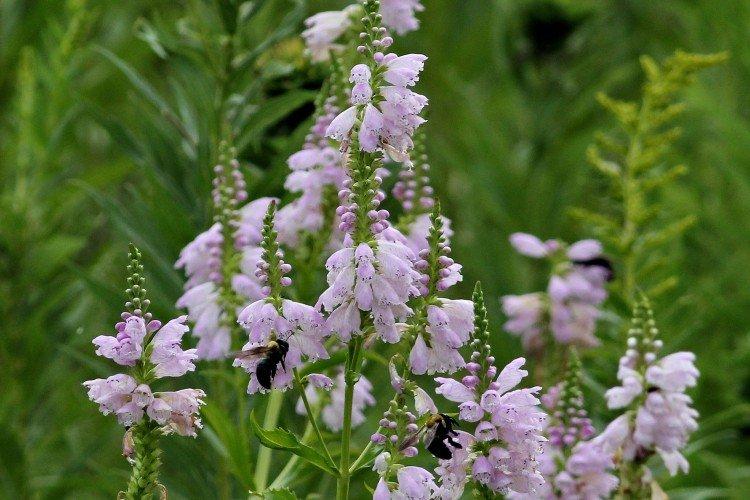 Physostegia - foto