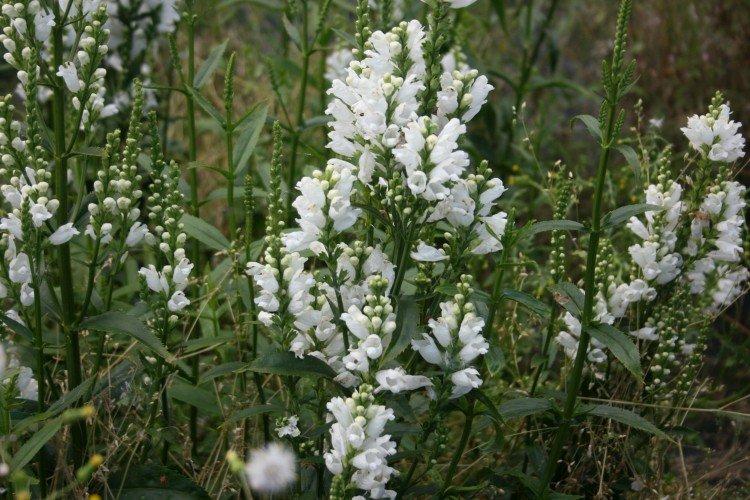 Physostegia - foto