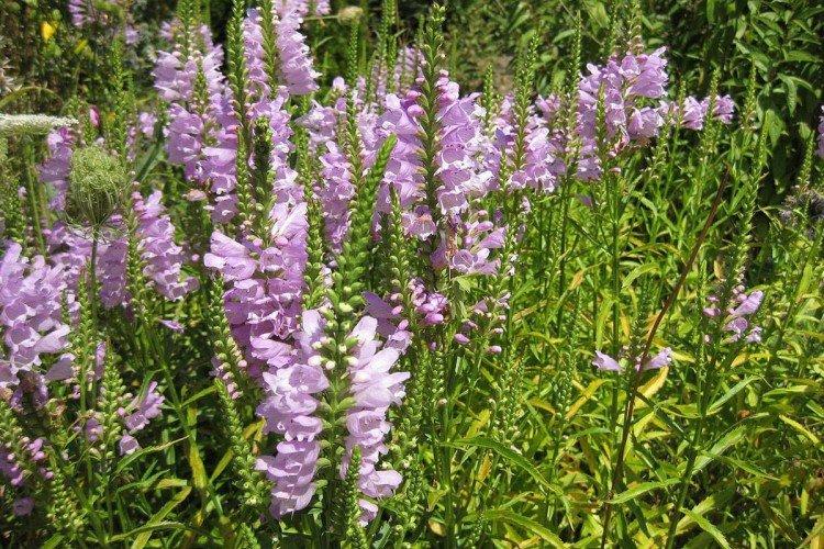 Physostegia - foto