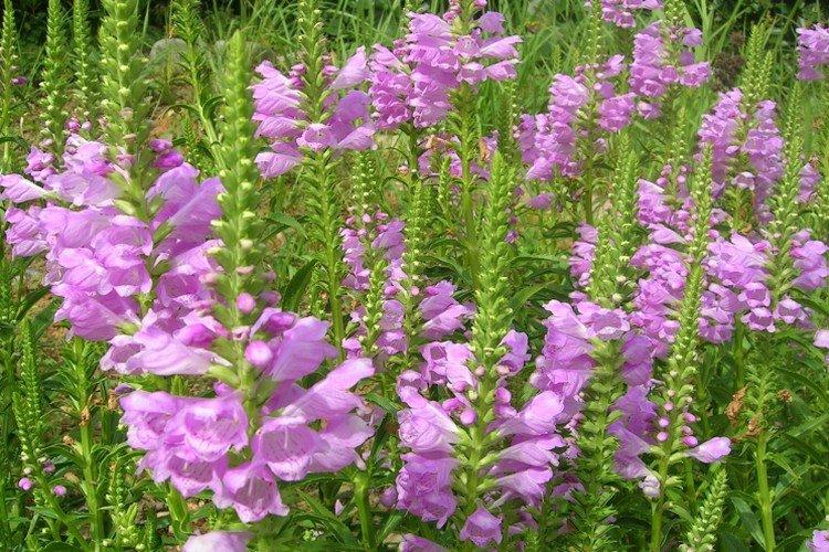 Physostegia - foto