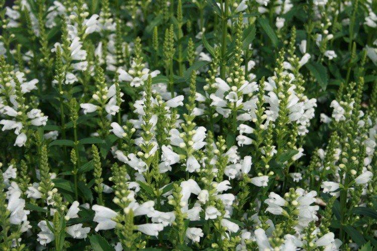 Physostegia - foto