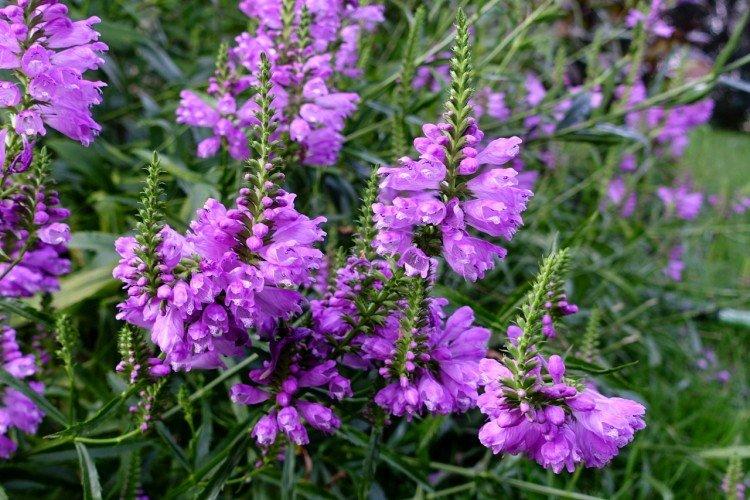 Physostegia - foto