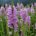 1747275317_physostegia-50-fotografii-druhy-pece-a-vysadba-v-otevrenem-terenu.jpg