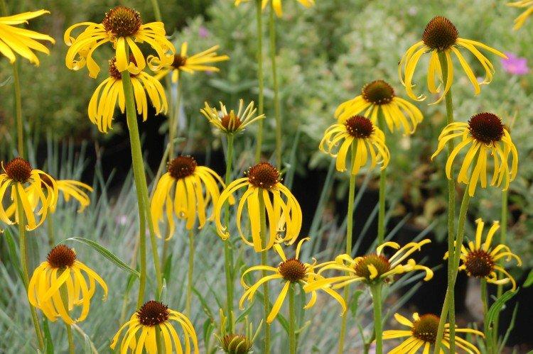 Podivná echinacea