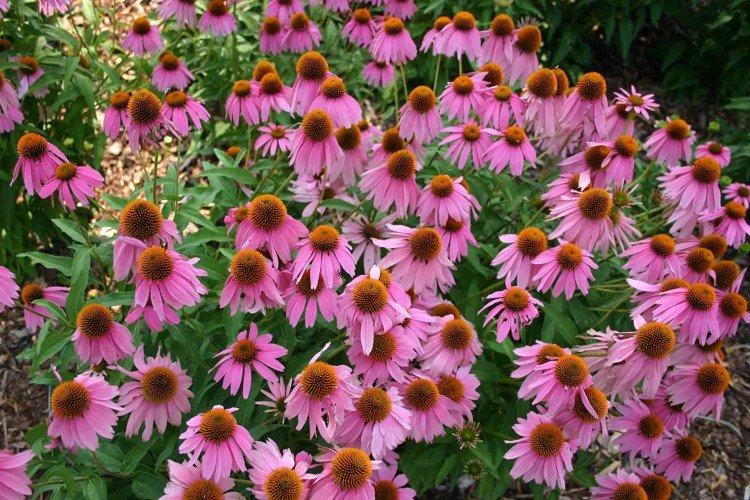 Echinacea nachová