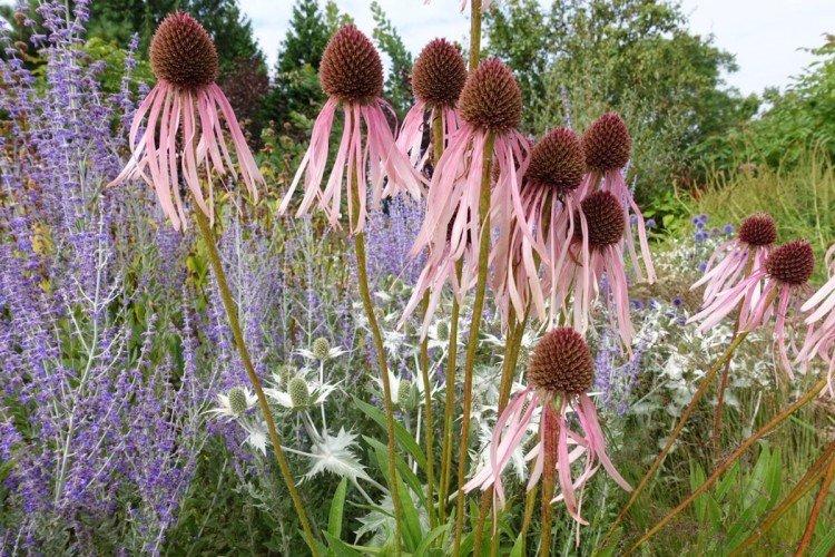 Echinacea bledá
