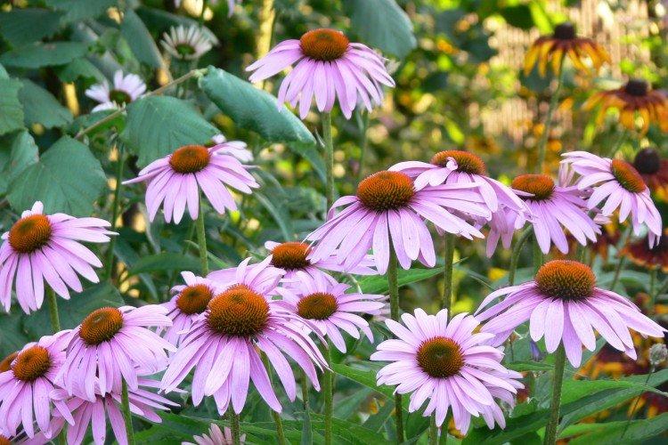 Echinacea úzkolistá