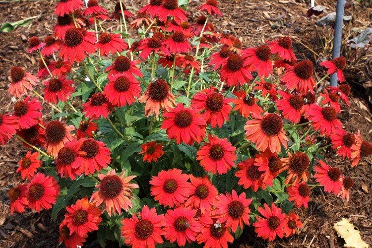 Echinacea - foto