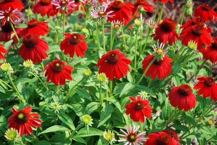 Echinacea - foto