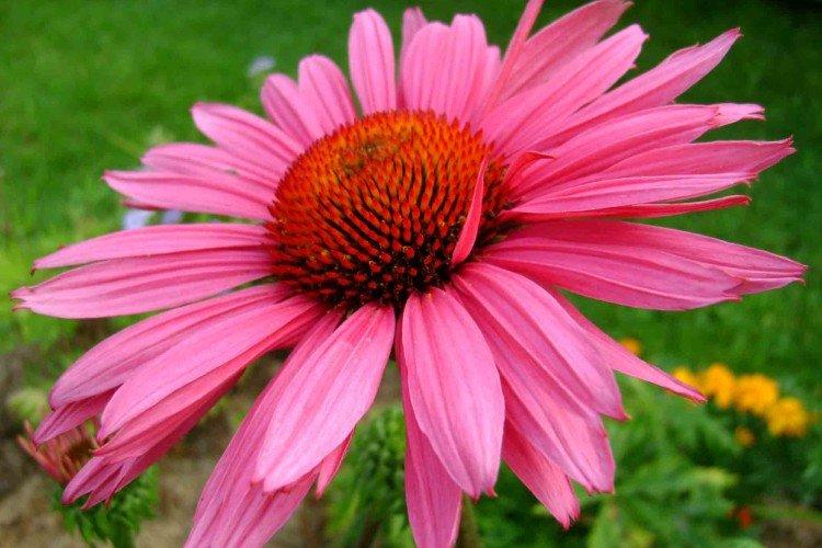 Echinacea - foto