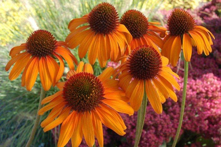 Echinacea - foto