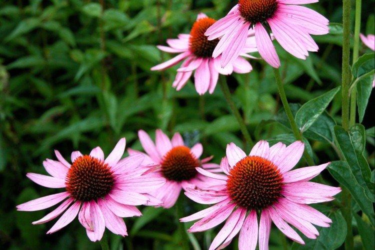 Echinacea - foto