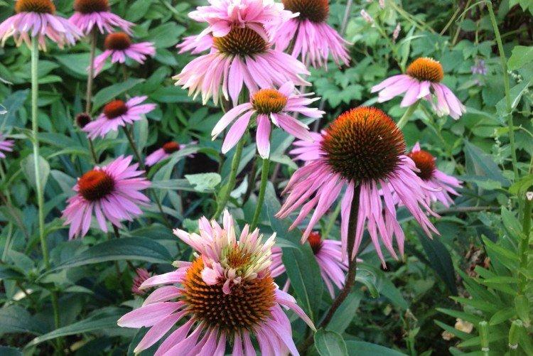 Echinacea - foto