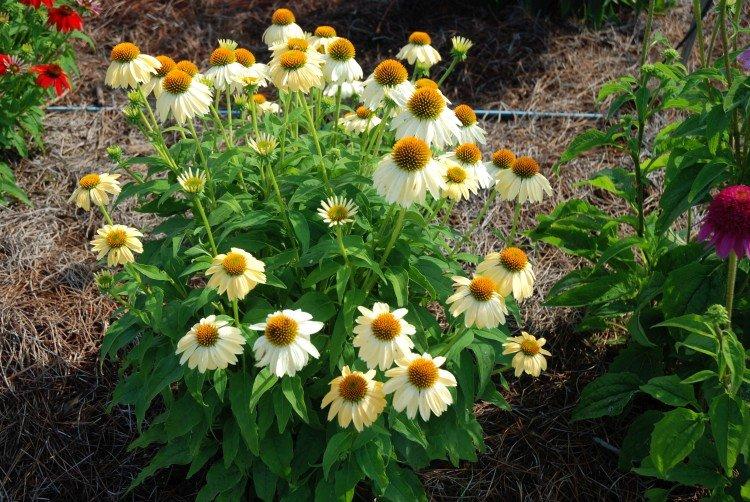 Echinacea - foto