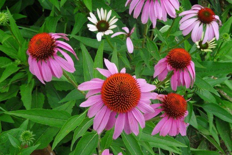 Echinacea - foto