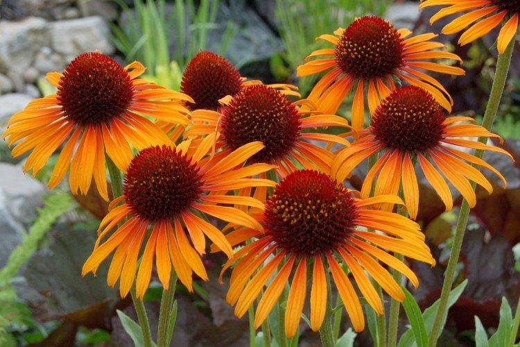 Echinacea - foto