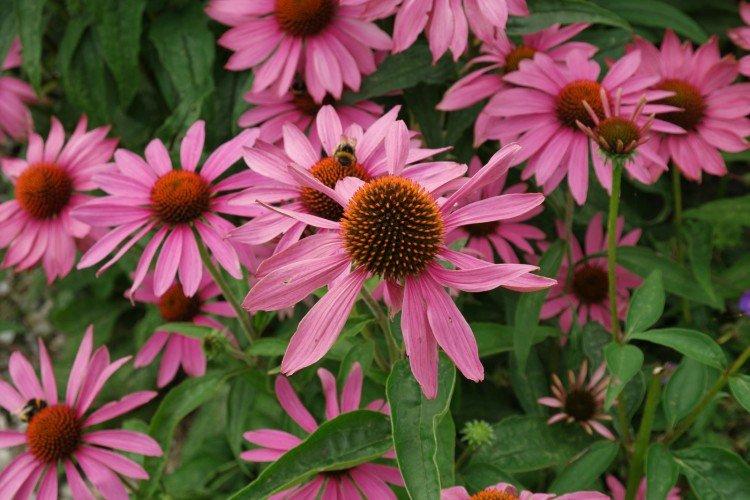 Echinacea - foto