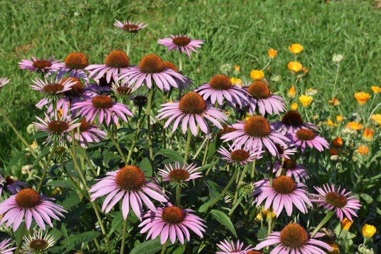 Echinacea - foto