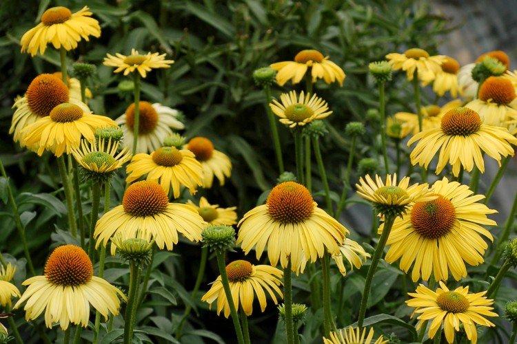 Echinacea - foto
