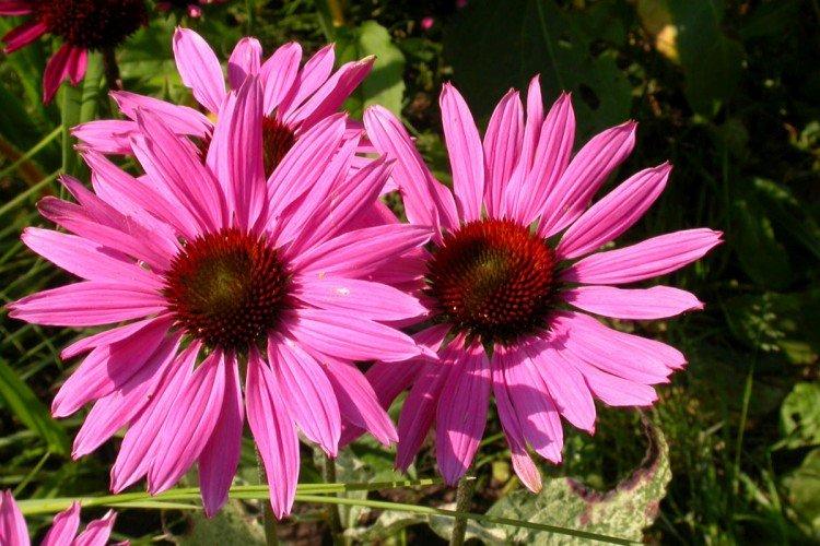 Echinacea - foto