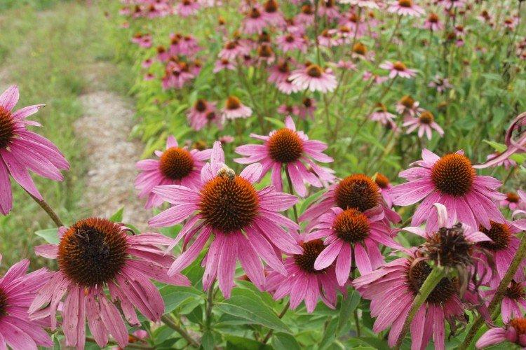 Echinacea - foto