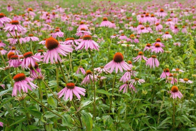 Echinacea - foto
