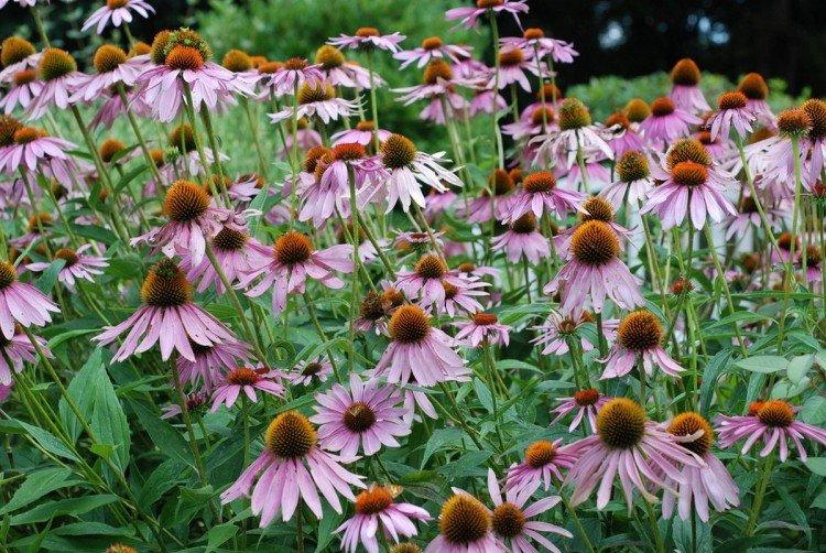 Echinacea - foto