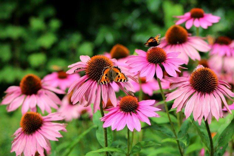 Echinacea - foto