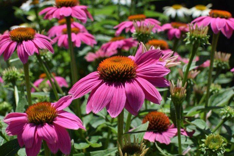 Echinacea - foto