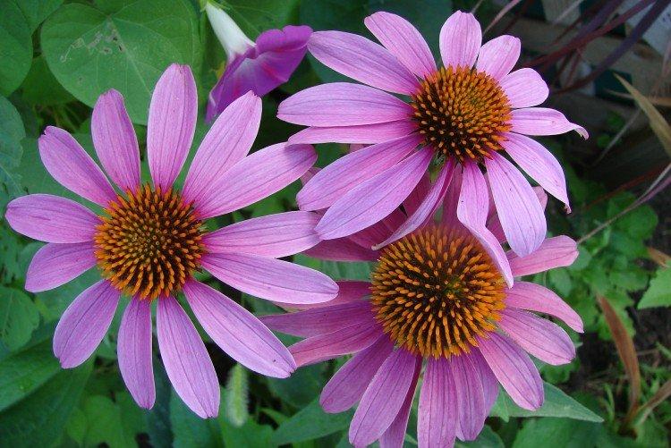 Echinacea - foto