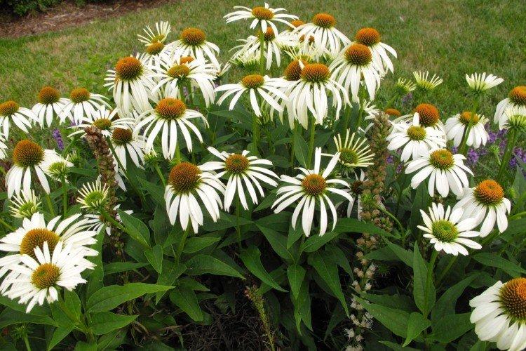 Echinacea - foto