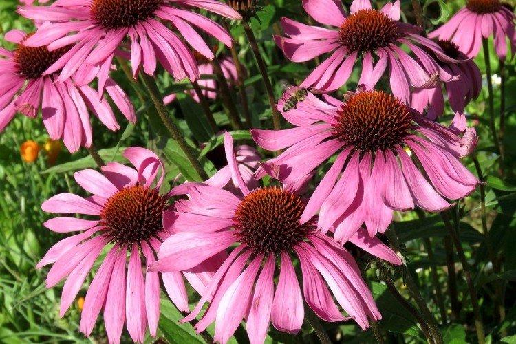 Echinacea - foto