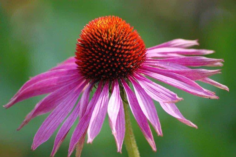 Echinacea - foto