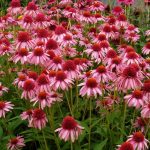 1747278014_echinacea-50-fotografii-druhy-vysadba-a-pece-v-otevrenem-terenu.jpg
