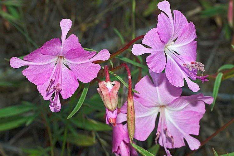 Clarkia breviere