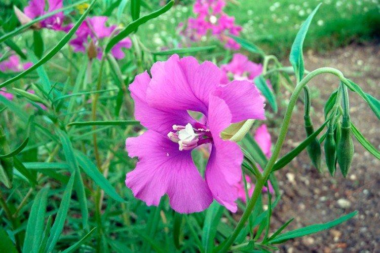 Clarkia - foto