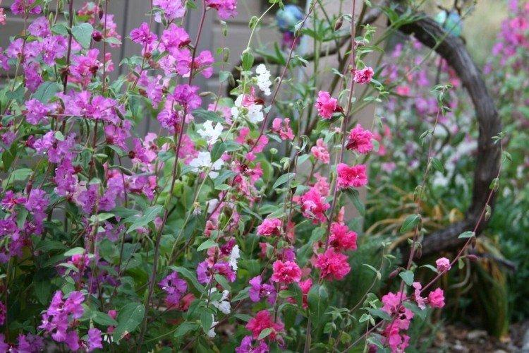 Dainty clarkia