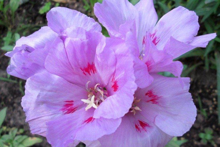 Clarkia - foto