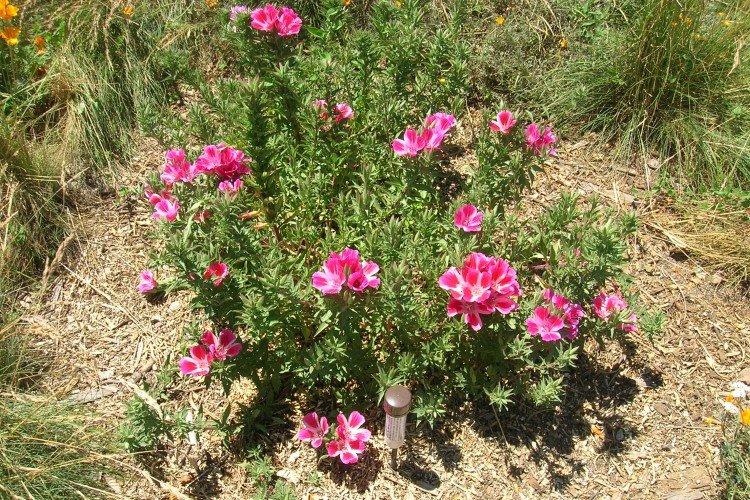 Clarkia - foto