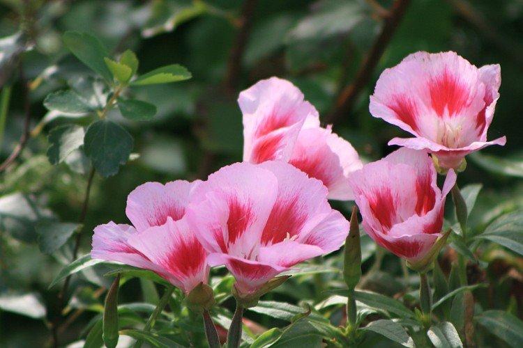 Clarkia - foto