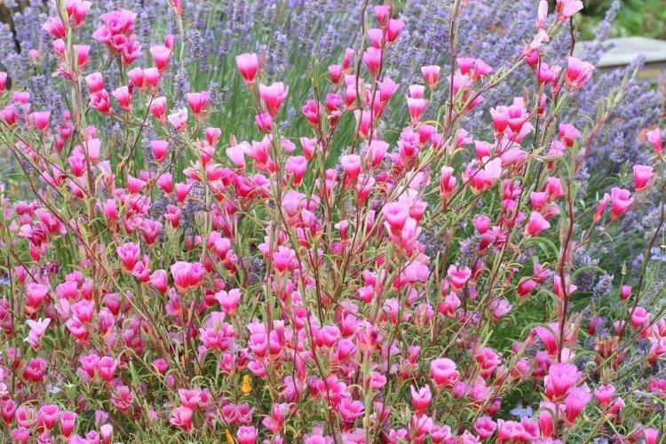 Clarkia - foto