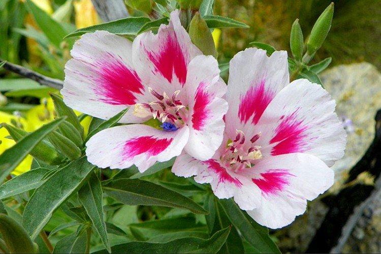 Clarkia - foto