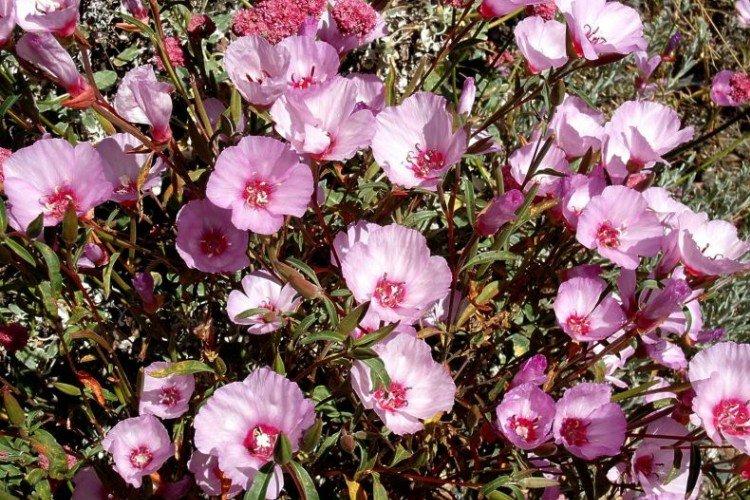 Clarkia - foto